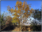 foto Alle pendici del Monte Grappa in Autunno